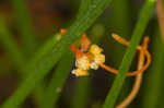 Harper's dodder